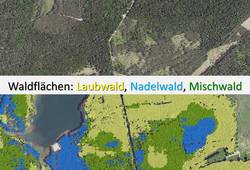 Beispiel einer Walddetektion mit Unterscheidung in Laub- (gelb), Nadel- (blau) und Mischwaldflächen (grün)