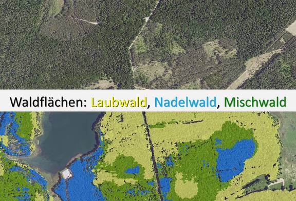Beispiel einer Walddetektion mit Unterscheidung in Laub- (gelb), Nadel- (blau) und Mischwaldflächen (grün)
